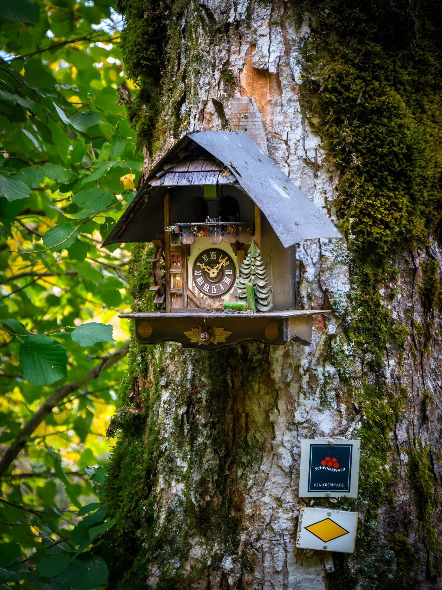 Landhaus Panoramablick Schonach im Schwarzwald Exteriör bild